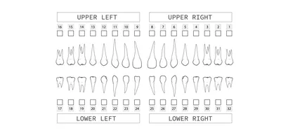 Номера зубов в стоматологии: расположение, фото, таблицы, схемы