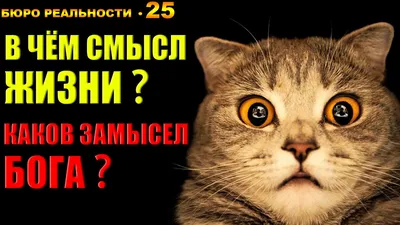 Бог с теми, кто живет по-божьему» Армейский священник — о боях в Донбассе,  отпущении грехов и смысле заповеди «Не убий»: Украина: Бывший СССР: 