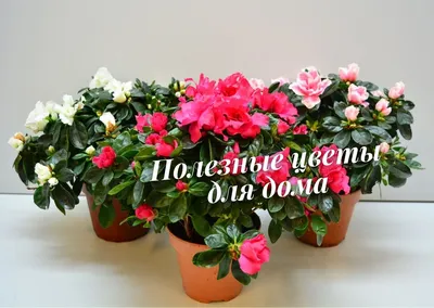 10 комнатных растений, которые должны быть в каждом доме | Садория.ру | Дзен