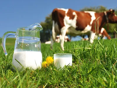 Молоко: польза и вред для организма