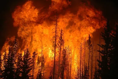О пожаре в лесу картинки