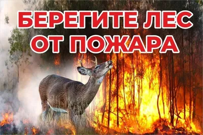 Берегите лес от пожара!