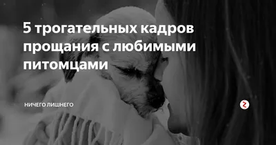 5 трогательных кадров прощания с любимыми питомцами | НИЧЕГО ЛИШНЕГО | Дзен