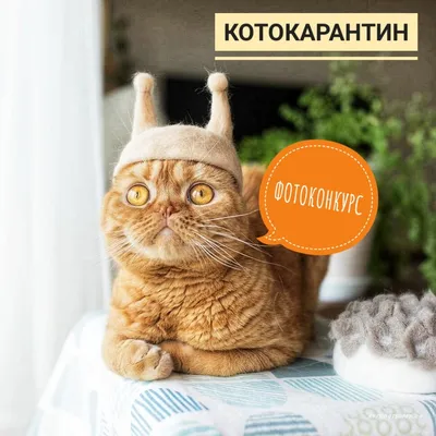 Коты против скуки!