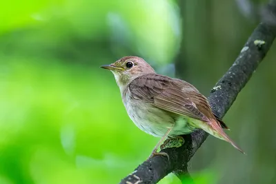 Кто поет в лесу? Каких птиц можно услышать в городских парках