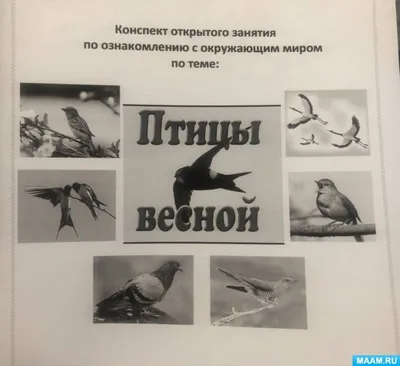 Пение птиц в весеннем лесу со свежим зеленым деревом в солнечный день |  Премиум Фото