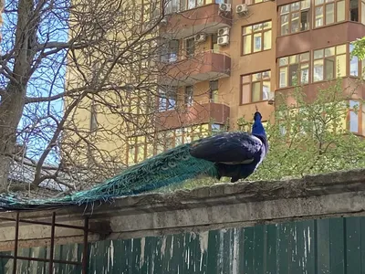 Громко поют: в Киеве заметили необычных птиц. Фото - МЕТА