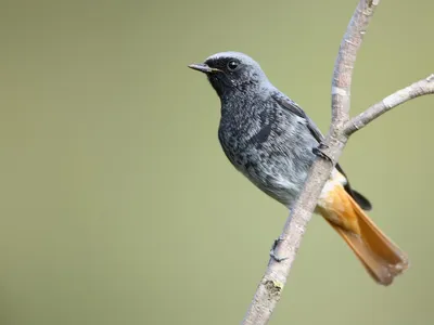 Какая птица начинает петь раньше всех: соловей, зяблик, иволга, дрозд или  математика с увлечением?
