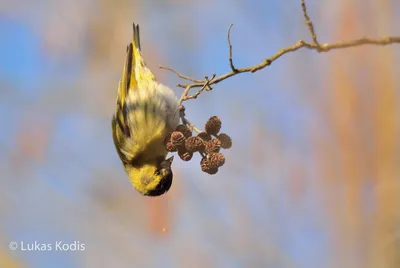 Весна. Звуки природы. Пение птиц в лесу. Живописные пейзажи. – смотреть  онлайн все 11 видео от Весна. Звуки природы. Пение птиц в лесу. Живописные  пейзажи. в хорошем качестве на RUTUBE