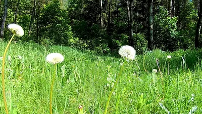 Птицы-мыши — Википедия