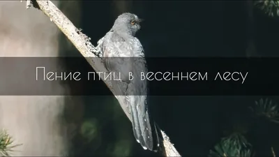 Пение птиц – смотреть онлайн все 20 видео от Пение птиц в хорошем качестве  на RUTUBE