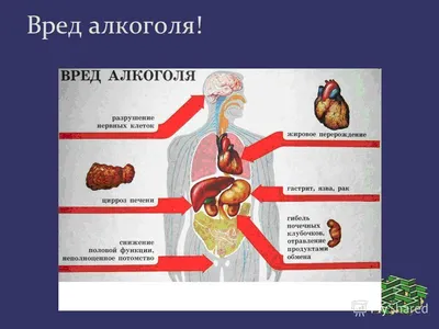 О ВРЕДЕ АЛКОГОЛЯ