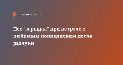 Пес "зарыдал" при встрече с любимым полицейским после разлуки —   — Lifestyle, Срочные новости на РЕН ТВ