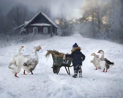 Напоследок о зиме... Фотограф Elena Shumilova