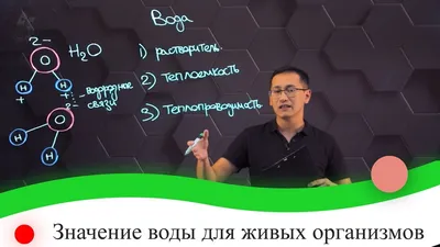 Значение воды в здоровом питании | Школа Гивина | Медитация | Ретриты |  Пробуждение | Дзен