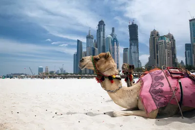 ОАЭ • Selfie Travel — оператор путешествий
