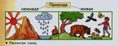 Объекты живой и неживой природы картинки