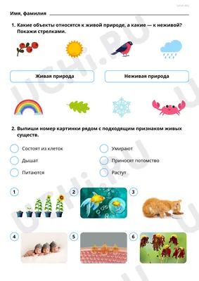 Рабочие листы по теме «Объекты живой природы. Сравнение объектов неживой и живой  природы: выделение различий». Базовый уровень