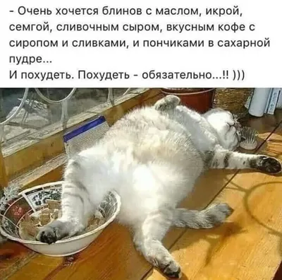 Объевшийся кот 