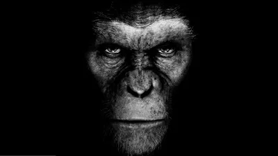 Ученые много лет принижали интеллект обезьян - Индикатор