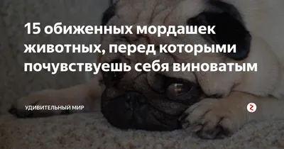 Обиженный котик смотрит ,снизу вверх…» — создано в Шедевруме