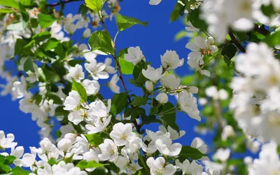 Обои весна, синий, растение, цветковое растение, дерево - картинка на  рабочий стол и фото бесплатно
