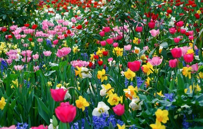 Обои цветы, весна, много, разные, весенние обои картинки на рабочий стол,  раздел цветы - скачать