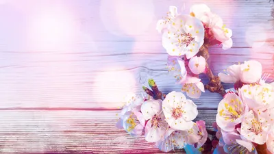Обои весна, сакура, ветка, цветы, красота, японский белый глаз картинки на  рабочий стол, фото скачать бесплатно