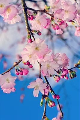 Обои Весна идет, картинки - Обои на рабочий стол Весна идет картинки из  категории: Цветы