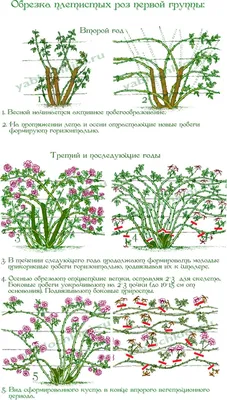 Обрезка роз осенью после цветения – полезные советы и подробная инструкция  для начинающих | В цветнике (Огород.ru)