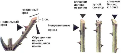 Весенняя обрезка роз - Сад удачи, интернет-магазин садовых растений