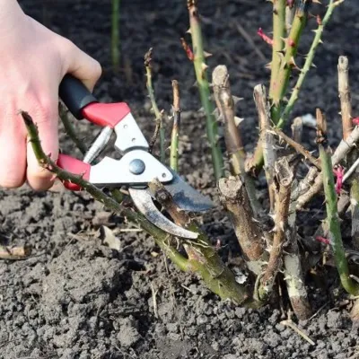 Шпаргалка по первой обрезке роз весной | Цветочница Анюта 🌹 | Дзен