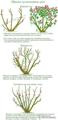 Обрезка плетистых роз весной: мелкоцветковые мощные сорта • Розы и сад