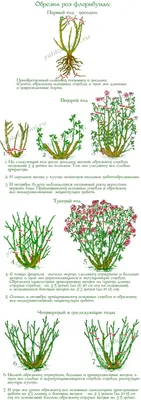 Обрезка роз весной – пышный розовый сад летом - 