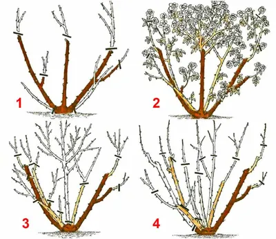Правила обрезки роз разных видов с фото. Период обрезки роз весной, летом,  осенью, на зиму.