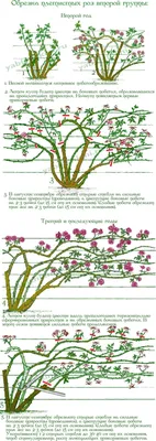 Как правильно обрезать розы? | Цветочная поляна - Все про цветы | Дзен