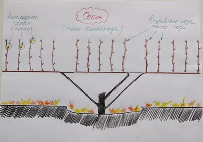 Укрытие винограда на зиму и правильная обрезка кустов кустов