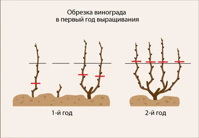 🍇Обрезка взрослого куста винограда. Обрезаем виноград осенью. Обрезка  винограда для новичков. - YouTube