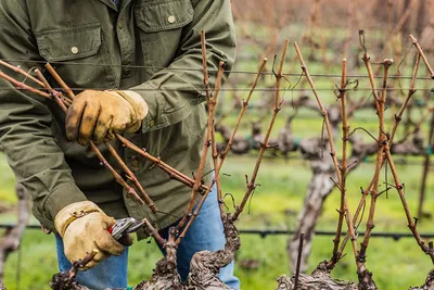 Как обрезать виноградные кусты осенью для начинающих | Татьянин двор и сад  | Дзен