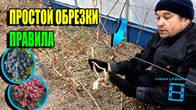 Виноград Осенняя обрезка виноградника - YouTube