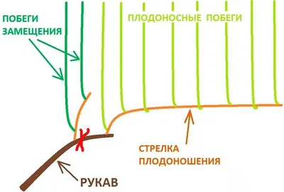 Уход за виноградом с весны до осени – полезные советы начинающим | В саду  (Огород.ru)