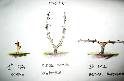 Обрезка винограда осенью для начинающих: как и когда правильно делать в  пошаговых картинках | Виноград, Уход за садом, Посадка сада