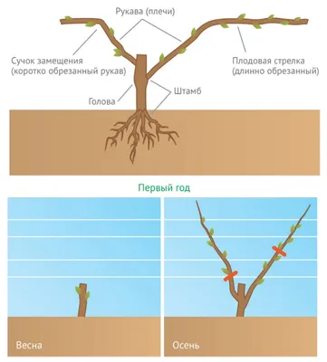 Обрезка винограда осенью - инструкция для начинающих с картинками и видео