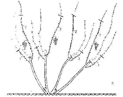 Обрезка винограда весной инструкция для начинающих садоводов в картинках