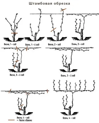 Как обрезать виноградные кусты осенью для начинающих | Татьянин двор и сад  | Дзен