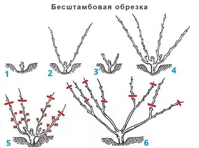 Как правильно обрезать виноград осенью - полезные статьи о садоводстве от  Agro-Market