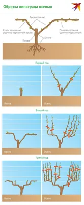 Как правильно обрезать виноград осенью. Инструкция для новичков