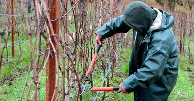 Как правильно обрезать виноград осенью - полезные статьи о садоводстве от  Agro-Market