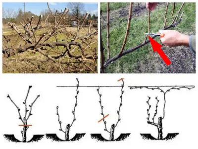 Правильная Обрезка Винограда Летом Или Осенью Для Начинающих Видео Пошагово  - YouTube