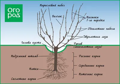 Секатор Для Обрезки Винограда (От 150-Грн)⭐Большие Скидки